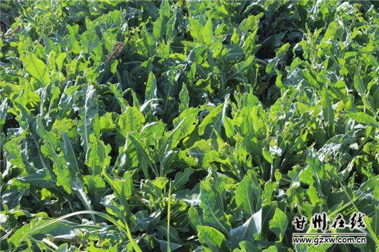 亩产三万斤水稻图片_中药材亩产收入有多少(2)