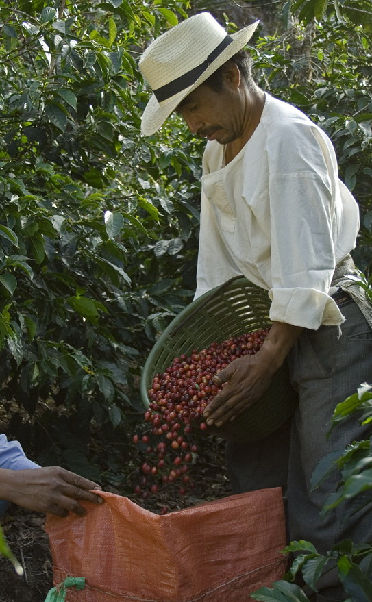 巴拿马茵赫特庄园咖啡豆品种风味口感特点及产区信息介绍
