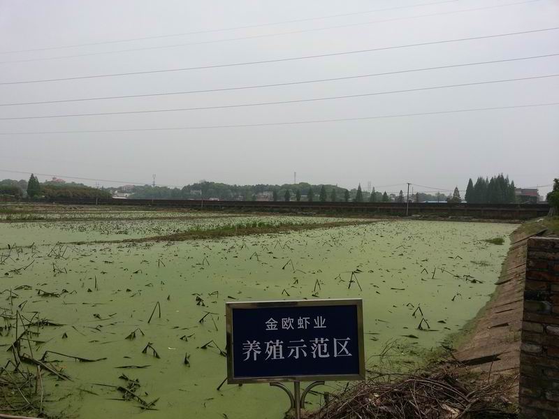 :小龙虾高调上市 虾尾卖到70元\/斤--湖南金欧农