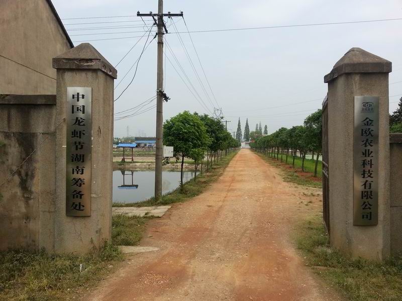 金欧龙虾养殖,金欧龙虾特点--湖南金欧农业科技