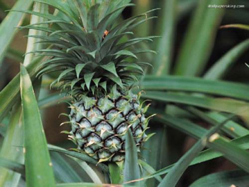 科技新成果菠萝叶可制毛巾