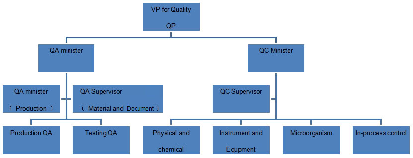 Organization Chart-Zhongshan Belling Biotechnology Co.,Ltd.