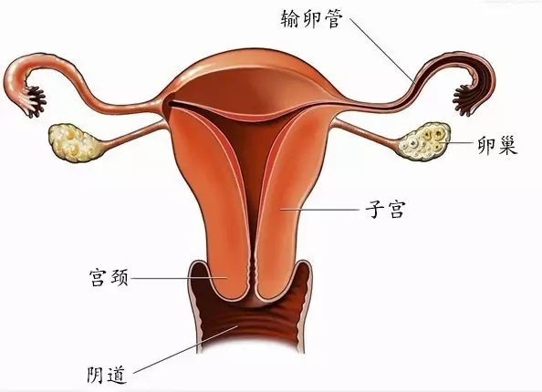 女性附件正常形态图片