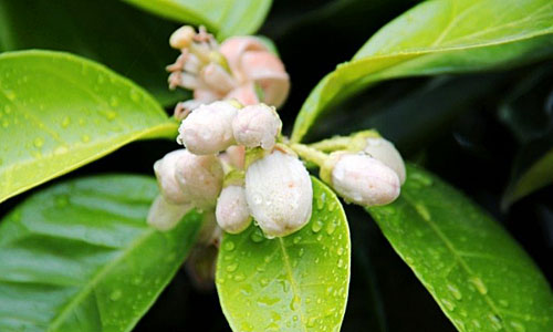 手摇式 . 金茉莉盈润活肤软模粉 软模伴侣液