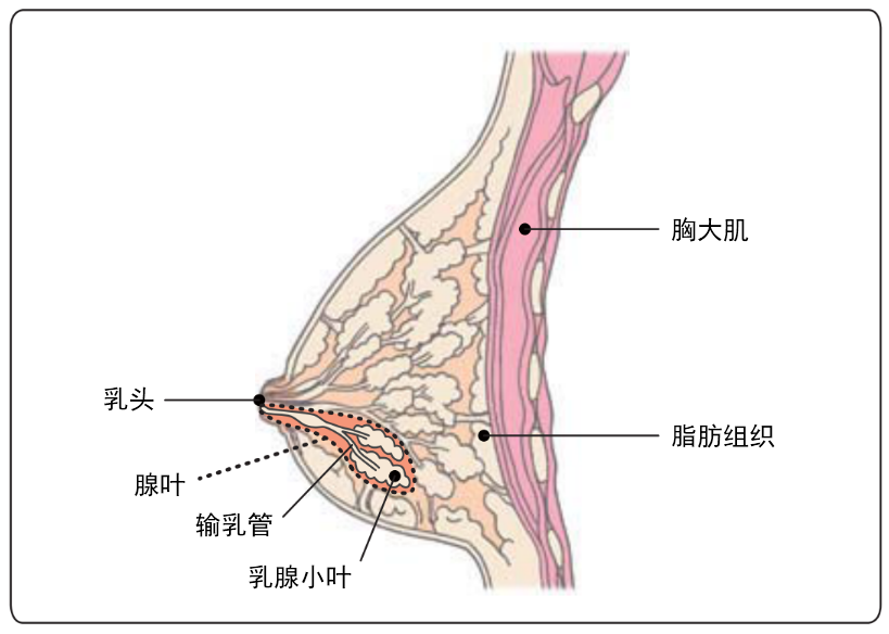 乳腺解剖图